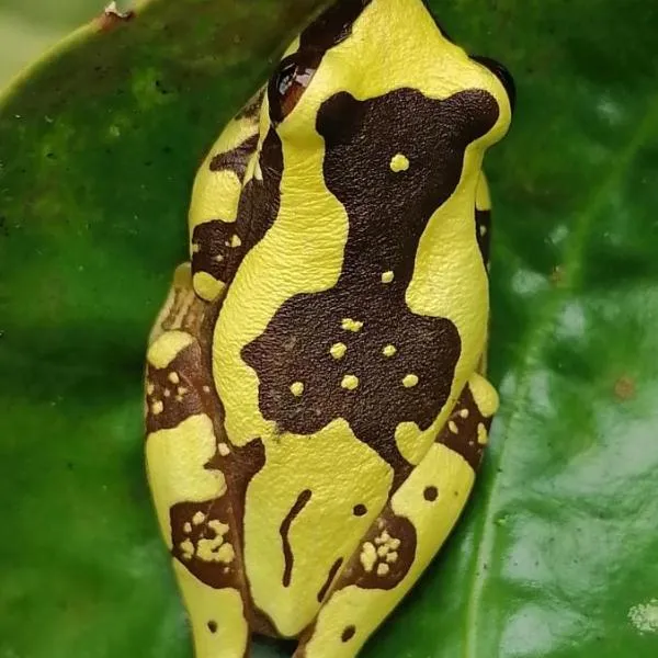 La Ceiba Tree Lodge, hotel em Tilarán