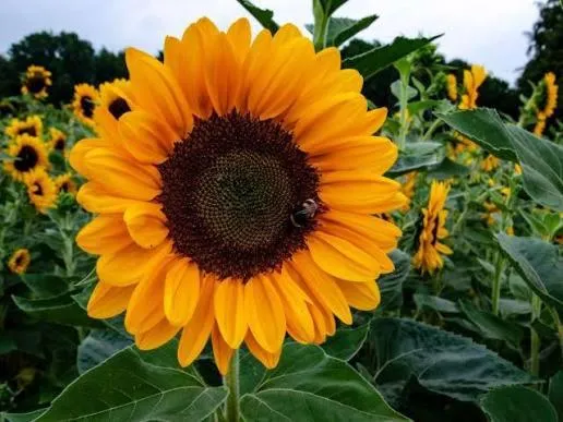 Girasole, hotel a Lamezia Terme