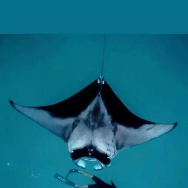 Oceanvine, hotel a Mahibadhoo