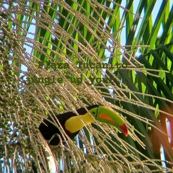 Plaza Tucanito - jungle up your life, hotell i Cahuita