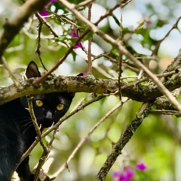 Florir Cultura, hotel i Belo Horizonte
