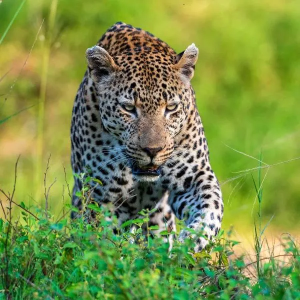 Grace of Africa Boutique Safari Lodge, hotel en Marloth Park