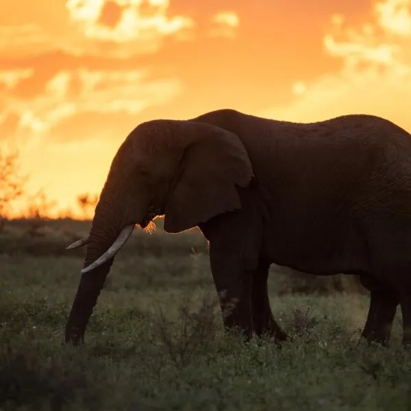 Grace of Africa Boutique Safari Lodge, готель у місті Марлот-Парк