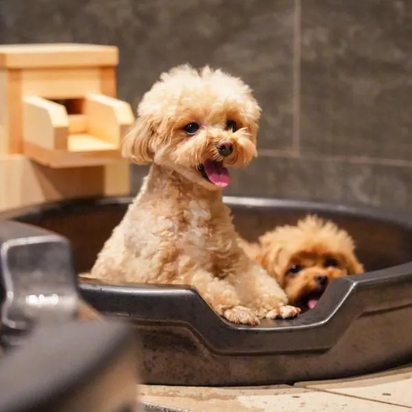 하코네에 위치한 호텔 ゆるり箱根withDOGS