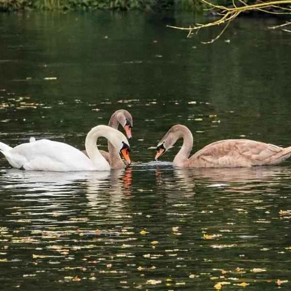 多米可德西公寓，Lubicz的飯店