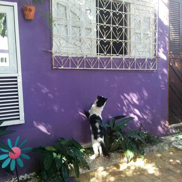 Hostel Margo House