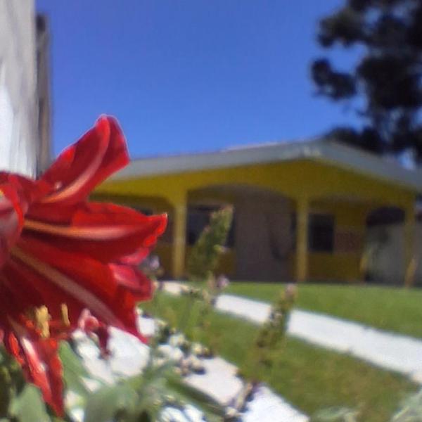 Flor da Primavera
