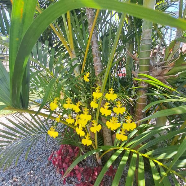 Casa Aconchegante em Balneário Gaivota - Foto 5
