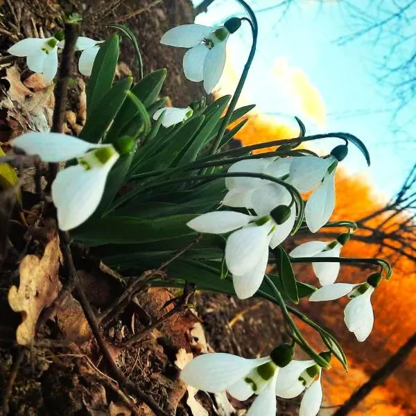 Rókabérc Vadászház Hotel, מלון בארדוביינה