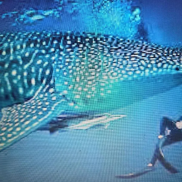 ROYAL VILLAGE inn Dhangethi Maldives, hotel u gradu 'Dhangethi'