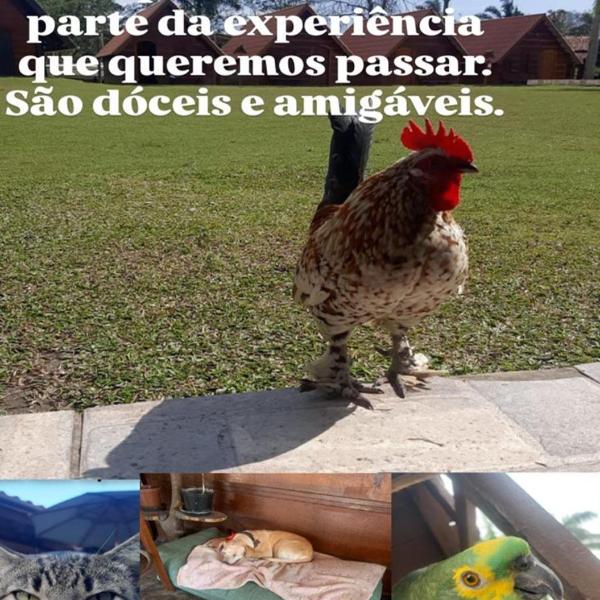 Chalé Caiçara - Foto 4