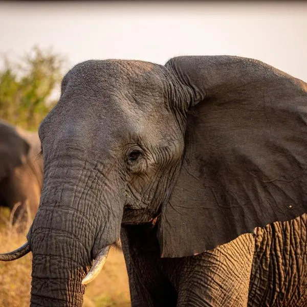 Hlane Royal National Park, hotel en Simunye