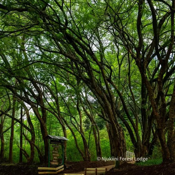 Njukiini Forest Lodge, hotel v destinaci Embu