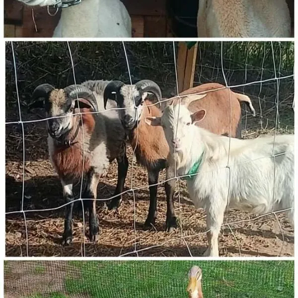 Malinowy Gaj - Agroturystyka z alpakami i innymi zwierzętami, hotelli kohteessa Świętajno