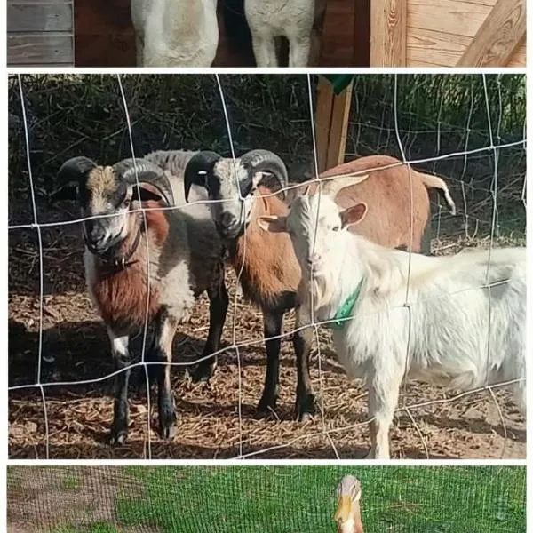 Viesnīca Malinowy Gaj - Agroturystyka z alpakami i innymi zwierzętami pilsētā Świętajno