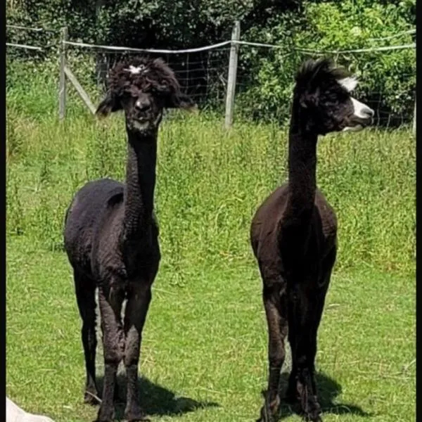 Landhaus Pfahlershof, hotel v destinaci Karolinenkoog