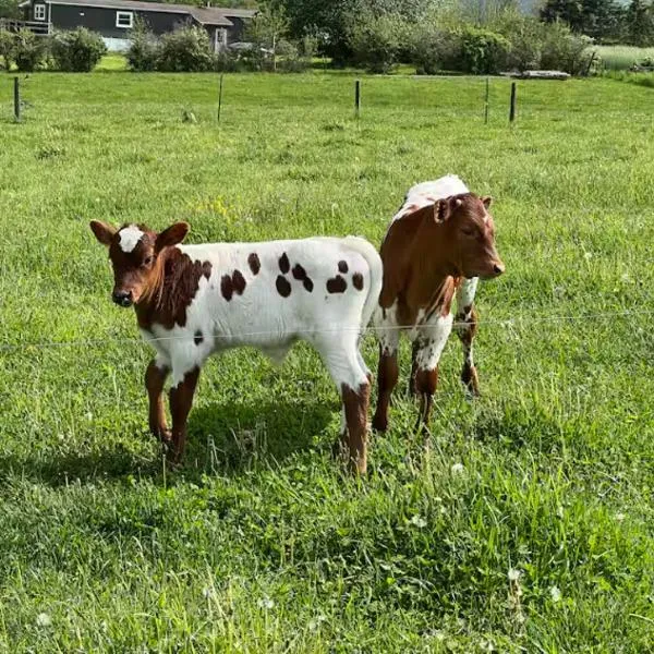 Pine Grove Scenic View Unforgettable Love Getaway, Hotel in Pine Grove