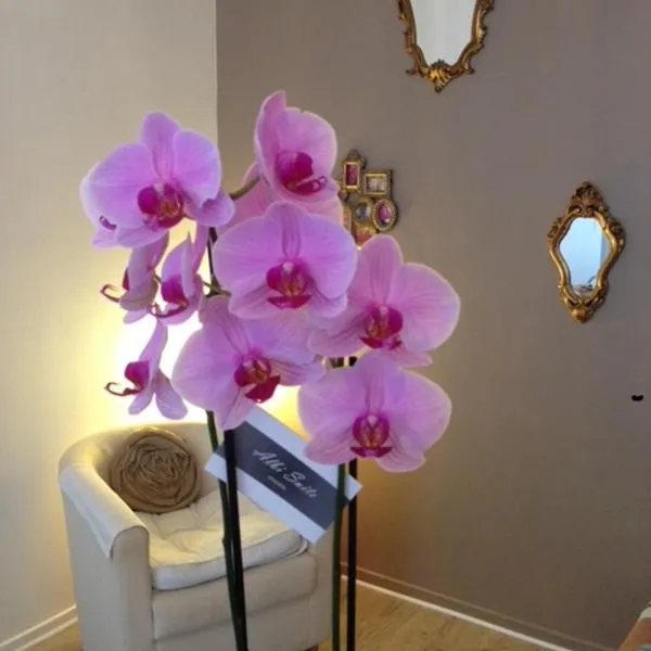 Albi-Suite, hotel u Albiju