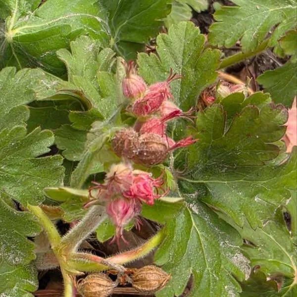 Galeria In The Garden, viešbutis Plovdive