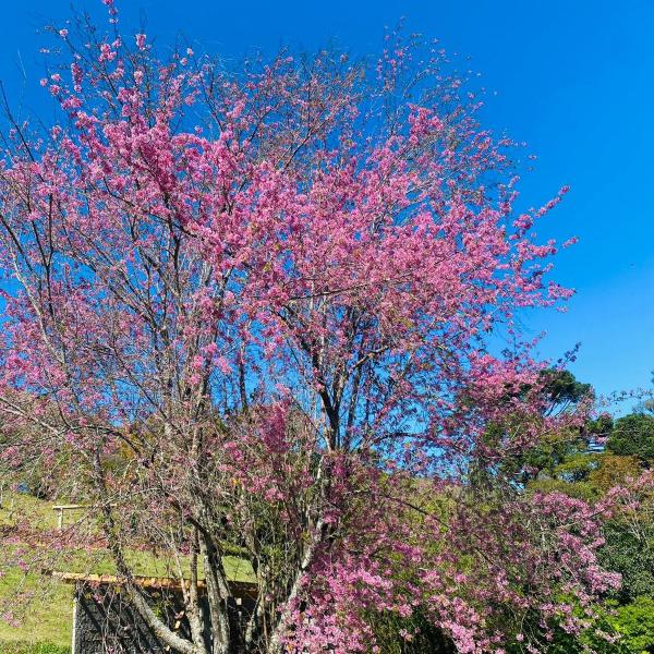 Casa Araucária - Foto 4