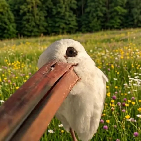 Oaza nad Krutynią, viešbutis mieste Ukta