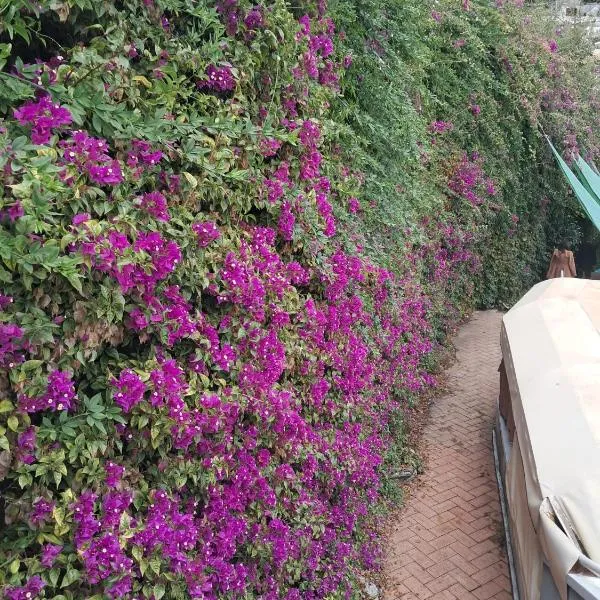Bouganvillea, hotel di Senigallia