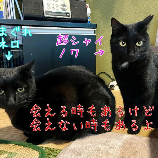 民宿とランチ大ちゃんち, Hotel in Shimanto