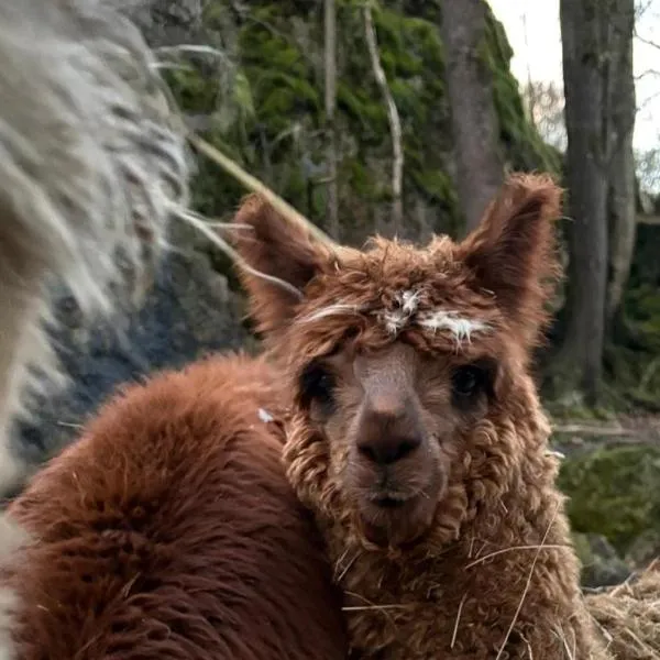 Natur-Aktiv-Hof Thiem, hotel a Pottenstein