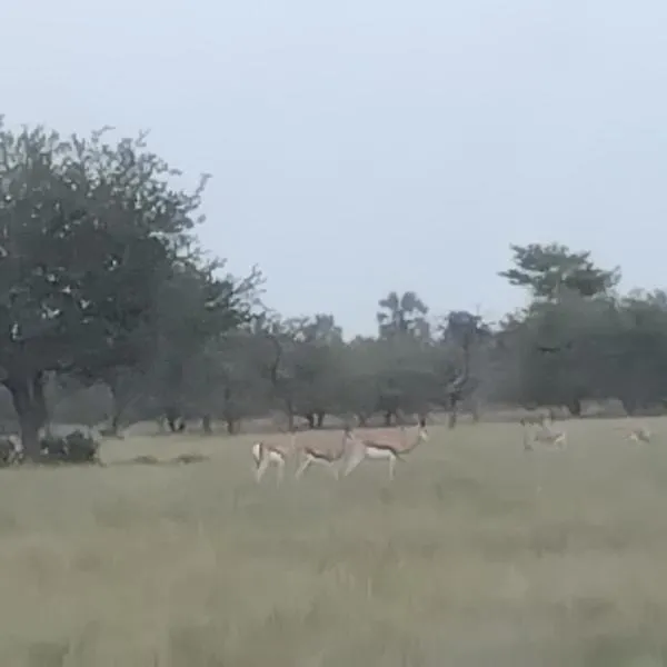 Viesnīca Paradise Nature Tented Camp pilsētā Grootfontein