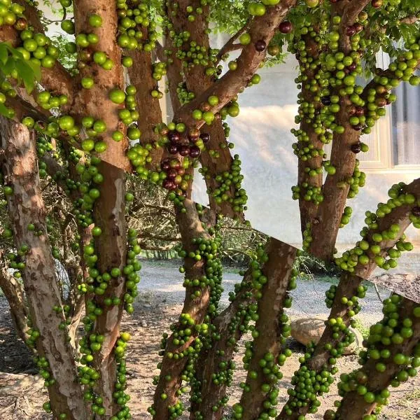 拇指園民宿: Guanxi şehrinde bir otel