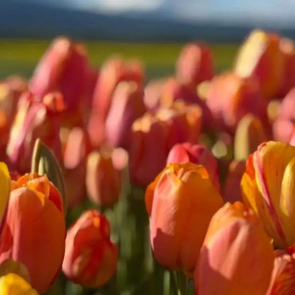 Arroyo Escondido, отель в городе Тревелин