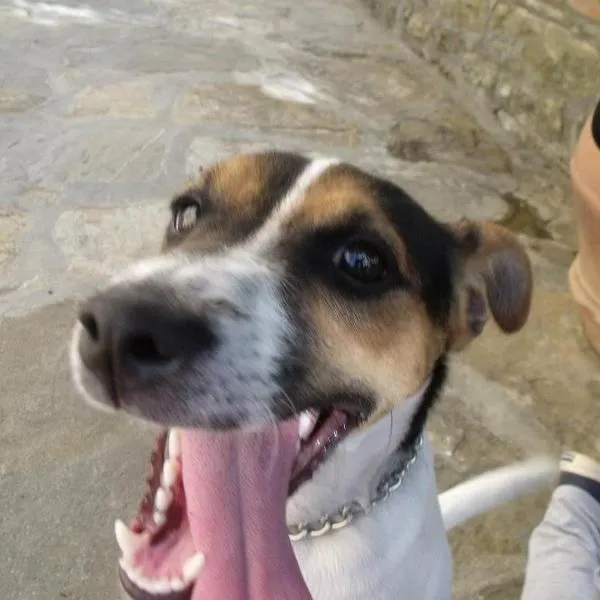 Agriturismo IL VIAIO, hotel em Fiesole