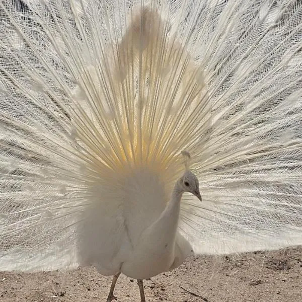 Ferienwohnungen Das Finkhaus, ξενοδοχείο σε Simonsberg