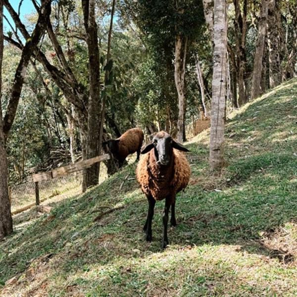 Pousada Refúgio Arauca - Foto 2