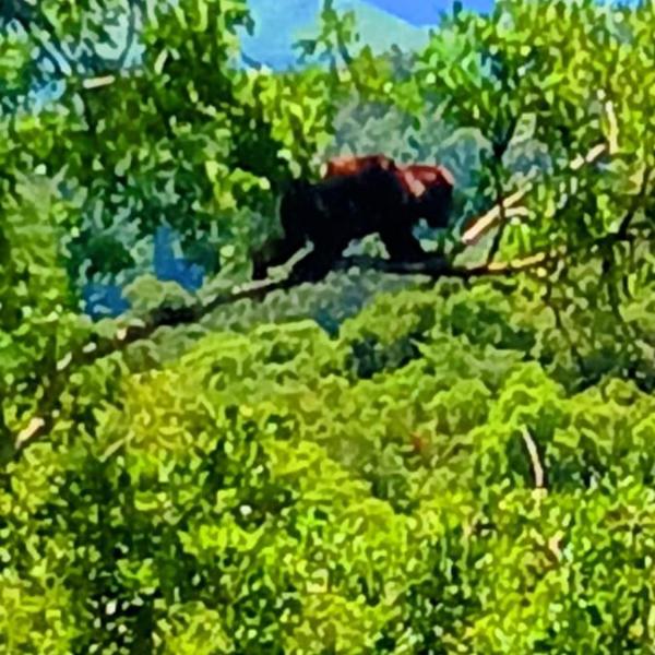 sitioolhosdagua-sao-chico-chale - Foto 4