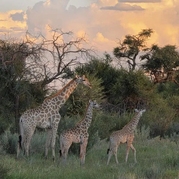 Boscia African Farm, ξενοδοχείο σε Omomas