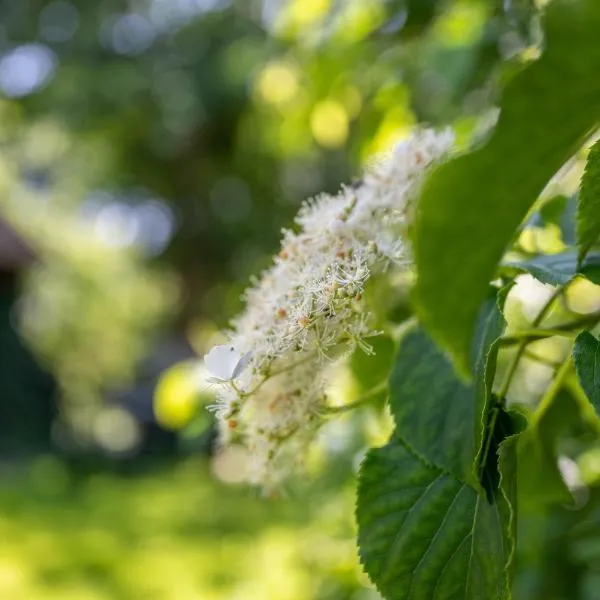 Fewo Silke Dethlefsen, hotel di Pellworm