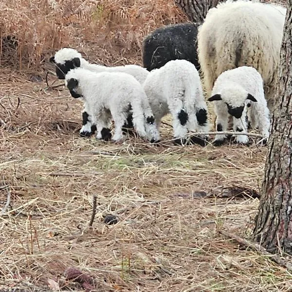 Les Chouchous du Garthieu, hôtel à Hourtin