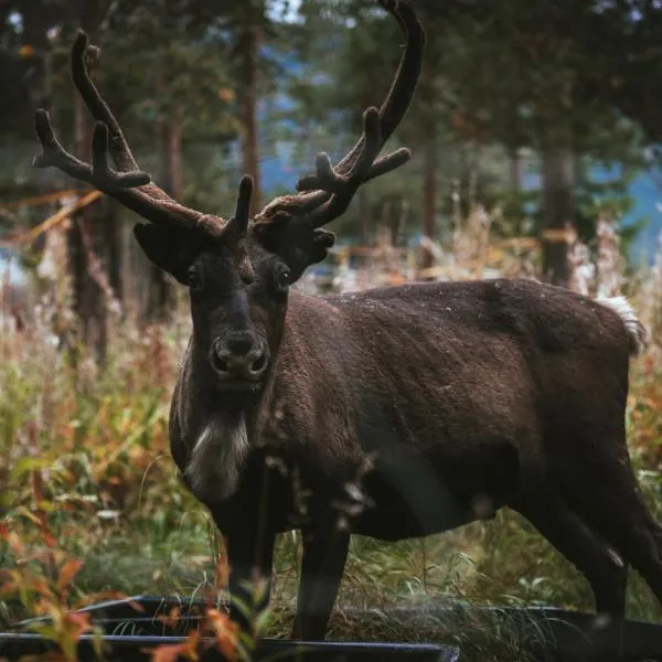 Reindeer Lodge, готель у місті Юккас'ярві