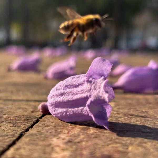 Fiesta Americana Reforma, hotel v destinaci Mexico City