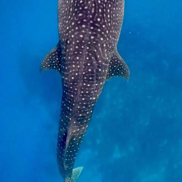 Skyinn omadhoo, hotel i Omadhoo