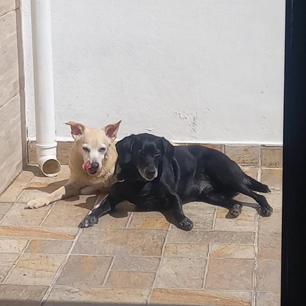 Aconchego - Foto 4