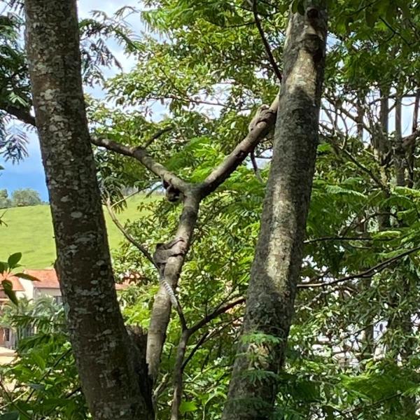Chácara Recanto do Sagui - Foto 4