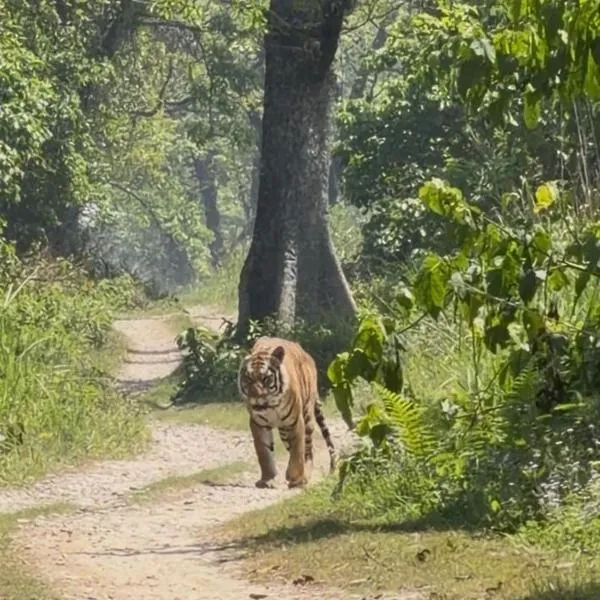 Hotel Rhino Land-Sauraha Family Home, hotel din Sauraha