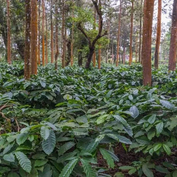 Coorg Misty Mountains Stay, khách sạn ở Madikeri
