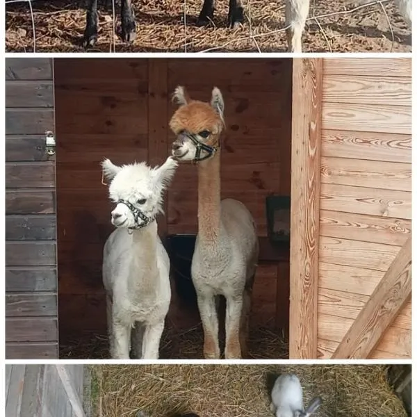 Malinowy Gaj - Agroturystyka z alpakami i innymi zwierzętami, hotelli kohteessa Świętajno