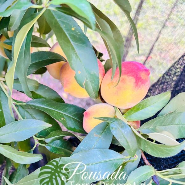 Pousada Terra Prometida - Foto 3