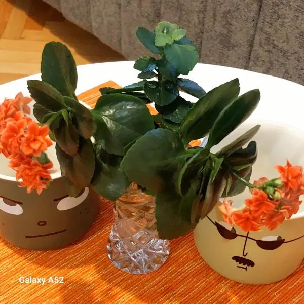 Apartman PAVLE, hotel a Plužine