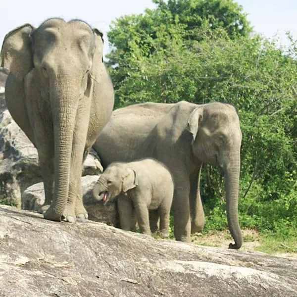Viesnīca Paramount Safari Udawalawe pilsētā Udavalave