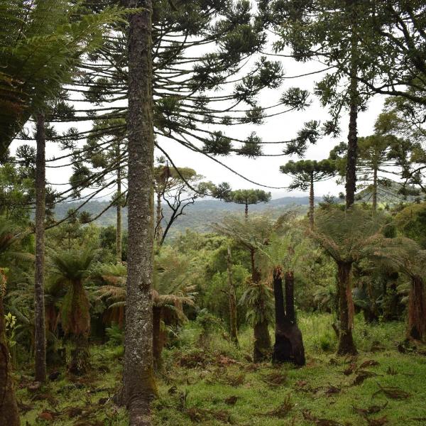 Bosque dos Xaxins